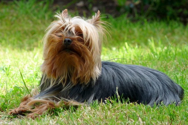 Photo de Yorkshire terrier