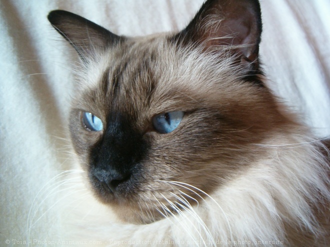 Photo de Sacr de birmanie