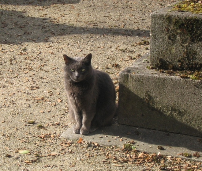 Photo de Chat domestique