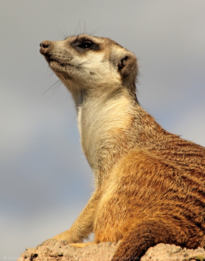 Photo de Suricate