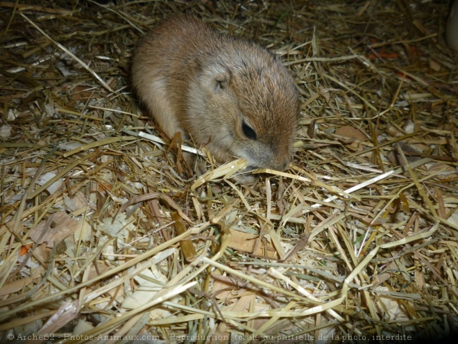 Photo de Chien de prairie