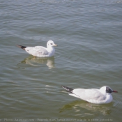 Photo de Mouette