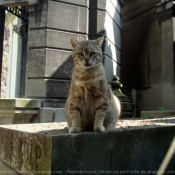 Photo de Chat domestique