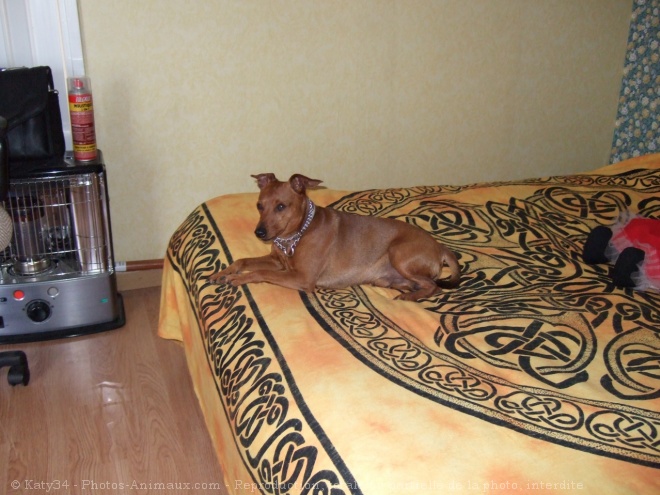 Photo de Pinscher nain