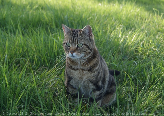 Photo de Chat domestique