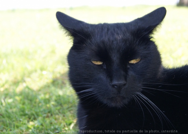 Photo de Chat domestique