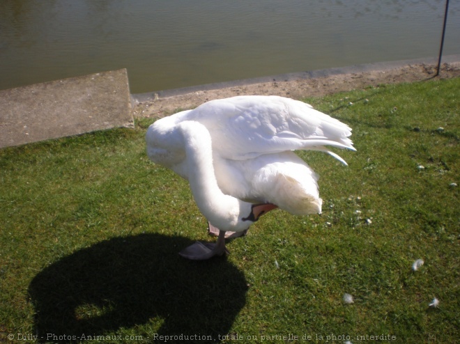 Photo de Cygne