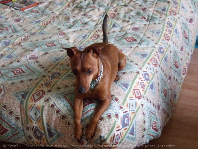 Photo de Pinscher nain