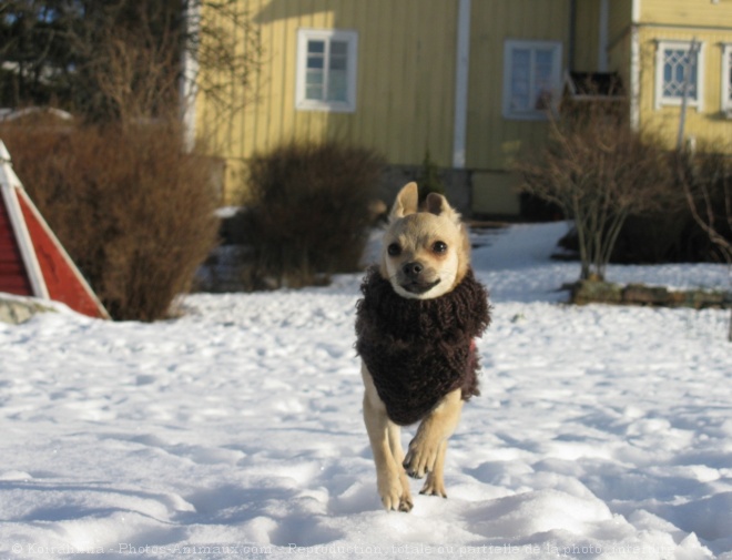 Photo de Chihuahua  poil court