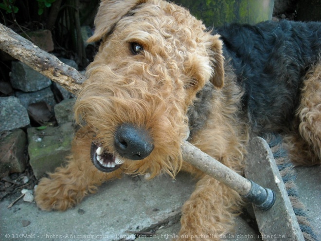 Photo d'Airedale terrier