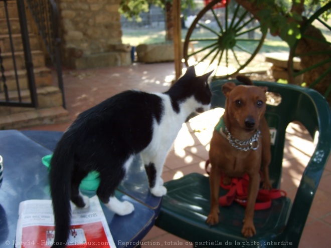 Photo de Pinscher nain