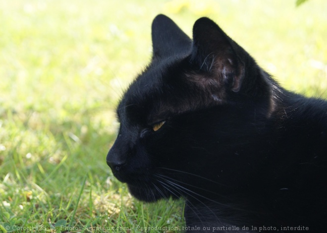 Photo de Chat domestique