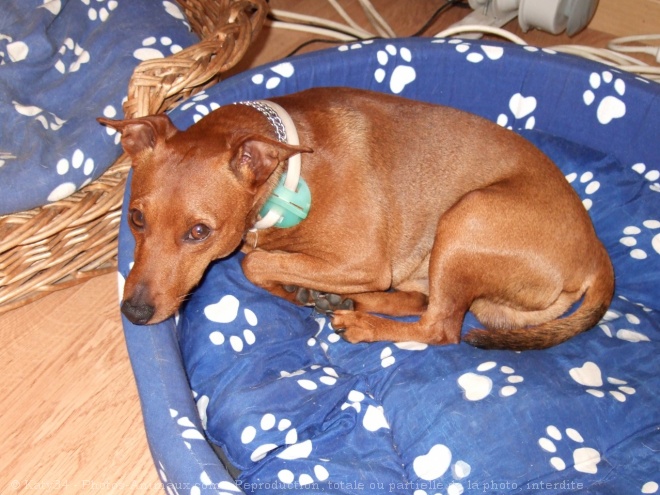 Photo de Pinscher nain