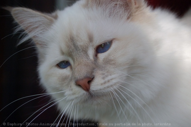 Photo de Sacr de birmanie