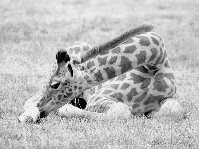 Photo de Girafe