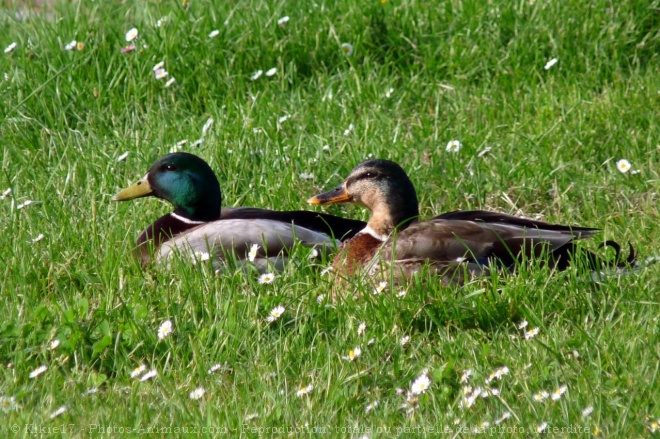 Photo de Canard