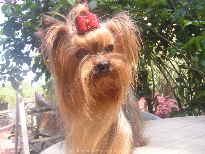 Photo de Yorkshire terrier