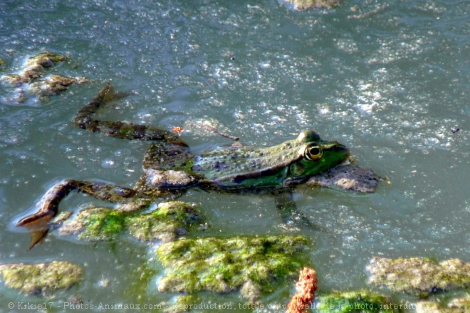 Photo de Grenouille