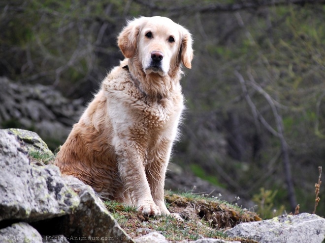 Photo de Golden retriever