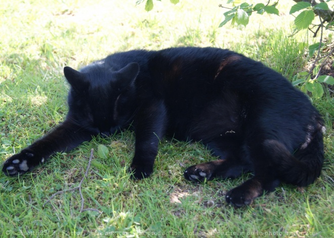 Photo de Chat domestique