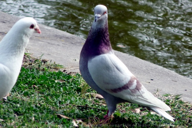 Photo de Pigeon