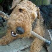 Photo d'Airedale terrier