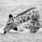 Photo de Girafe