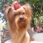 Photo de Yorkshire terrier