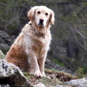 Photo de Golden retriever