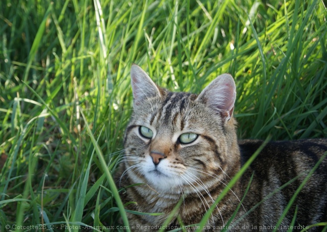 Photo de Chat domestique