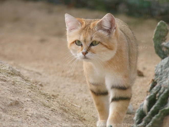 Photo de Chat des sables