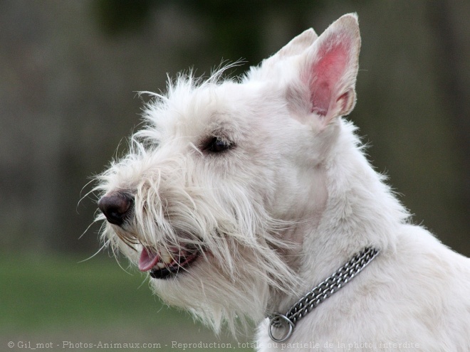 Photo de Scottish terrier