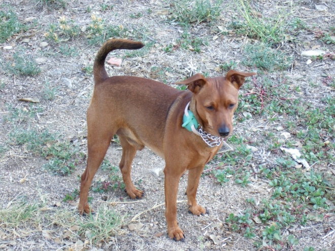 Photo de Pinscher nain