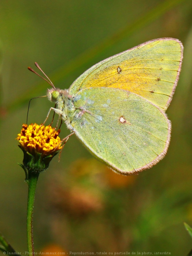 Photo de Papillon