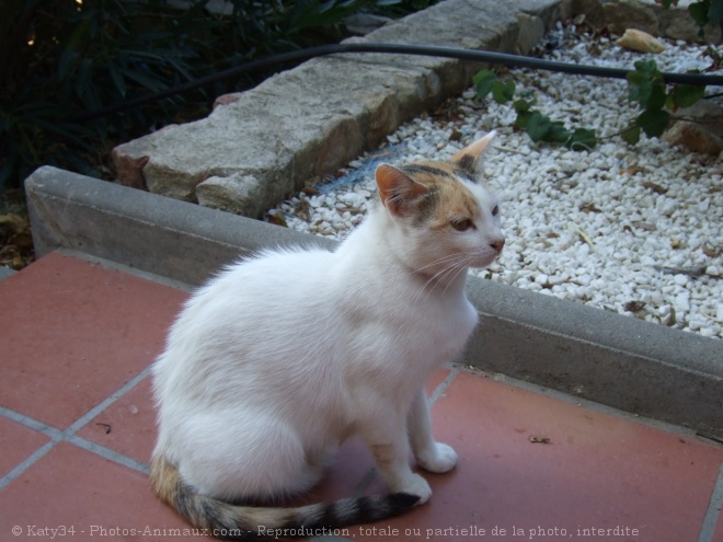 Photo de Croisement