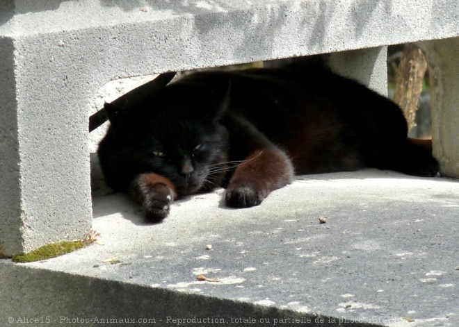 Photo de Chat domestique