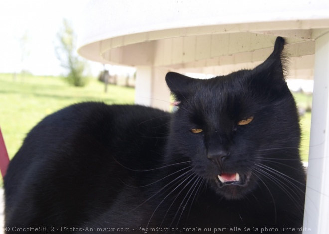 Photo de Chat domestique