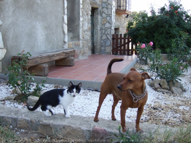 Photo de Pinscher nain