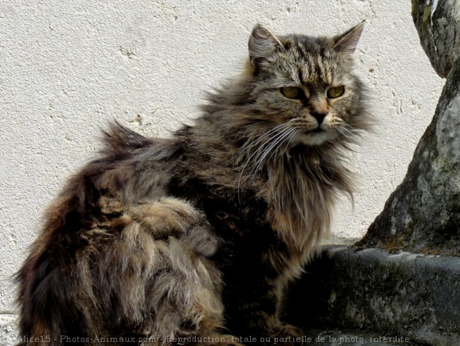 Photo de Chat domestique