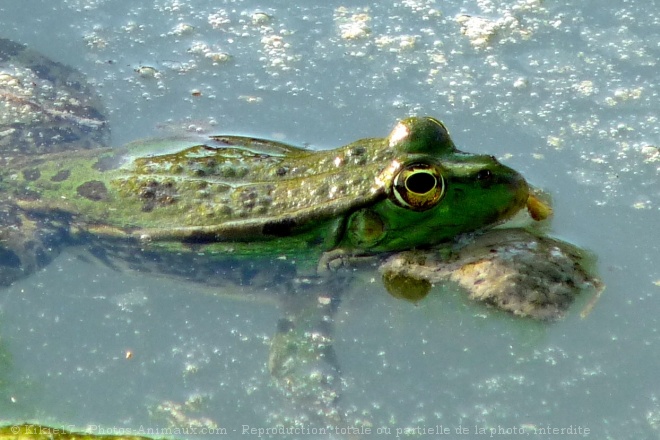 Photo de Grenouille verte commune