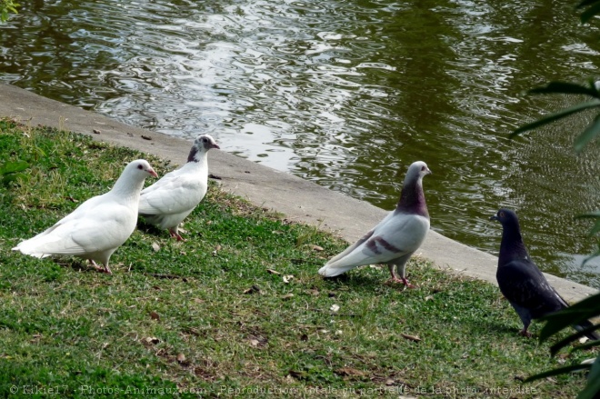 Photo de Pigeon