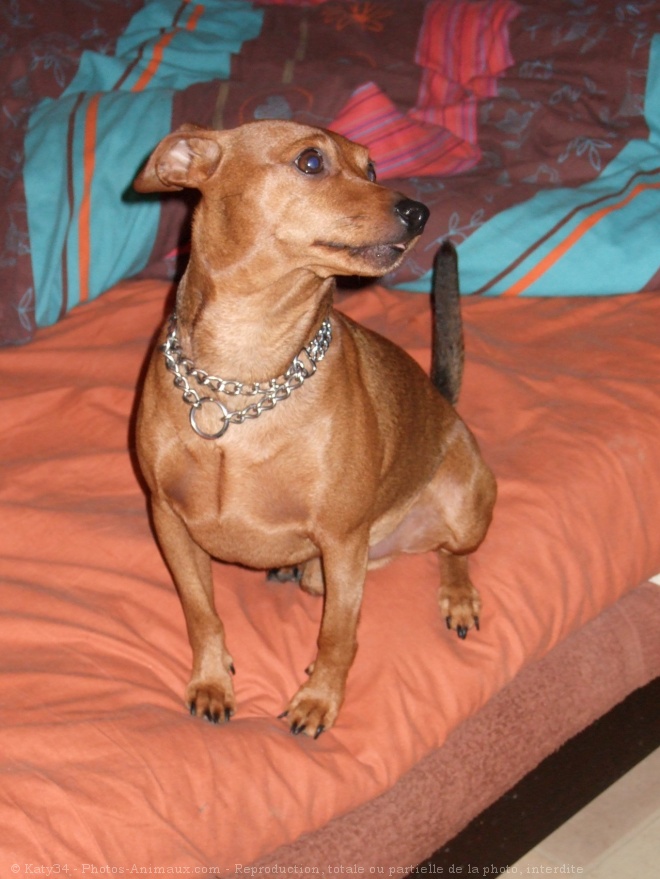 Photo de Pinscher nain