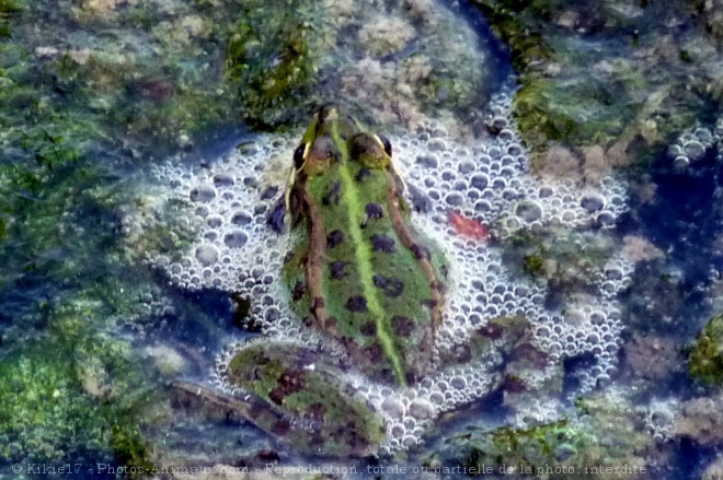 Photo de Grenouille verte commune