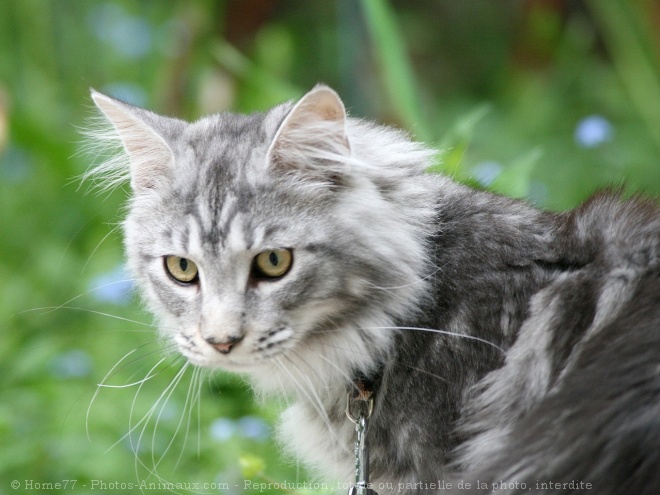 Photo de Maine coon