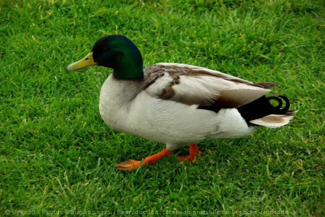 Photo de Canard colvert