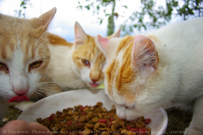 Photo de Chat domestique