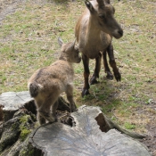 Photo de Mouflon