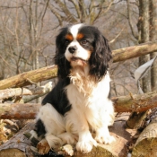 Photo de Cavalier king charles spaniel