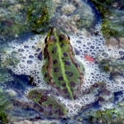 Photo de Grenouille verte commune