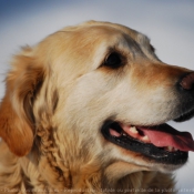 Photo de Golden retriever